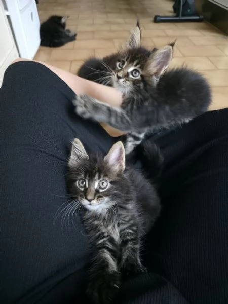 Cuccioli Maine Coon | Foto 4