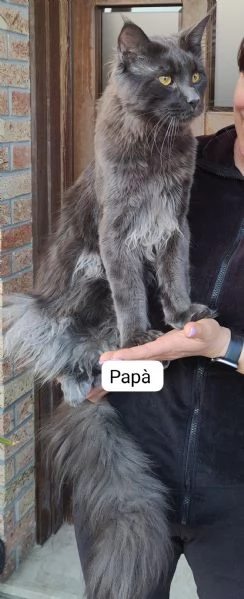 Cuccioli Maine Coon | Foto 3