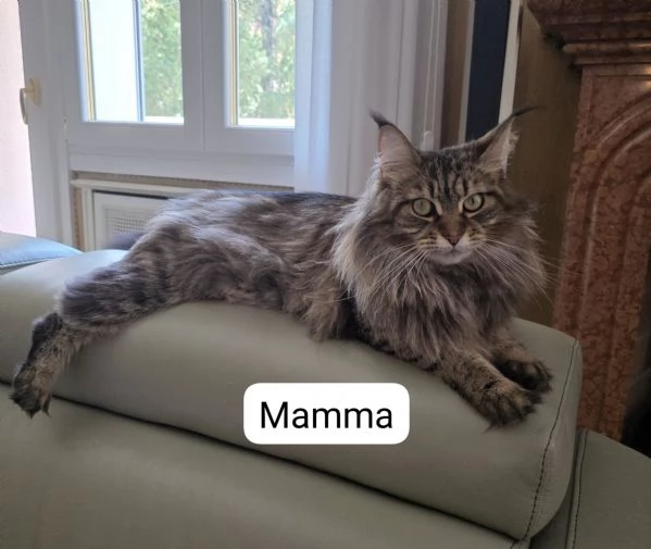 Cuccioli Maine Coon | Foto 2