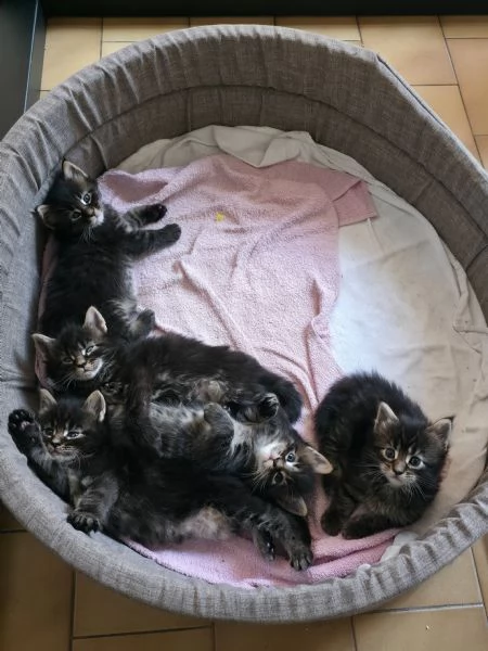 Cuccioli Maine Coon