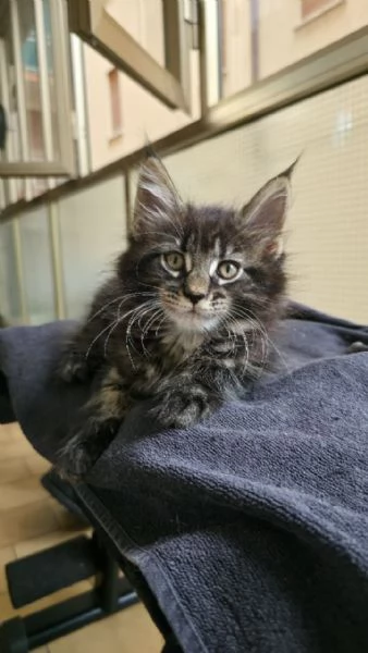 Cuccioli Maine Coon | Foto 1