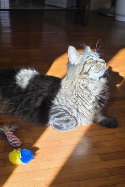 maschio di maine coon per monta | Foto 5