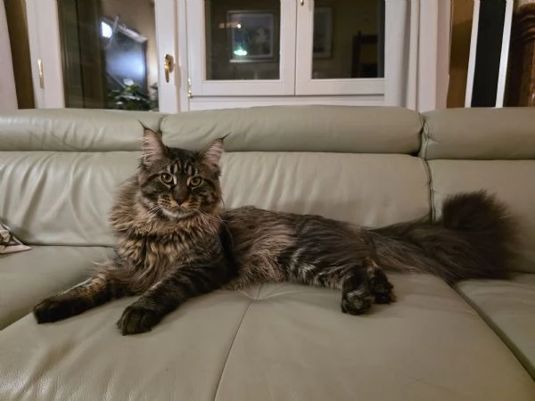 maschio di maine coon per monta