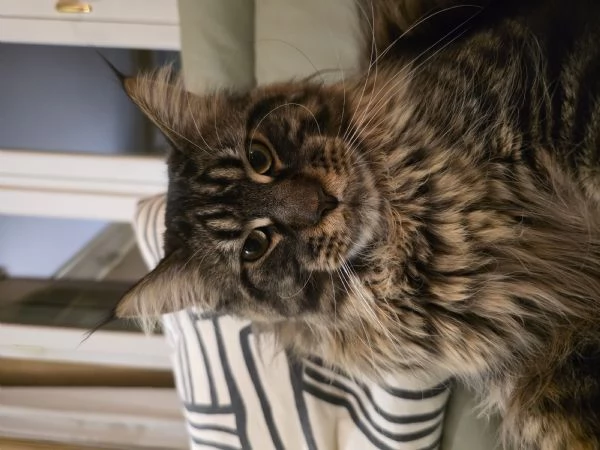 maschio di maine coon per monta | Foto 4