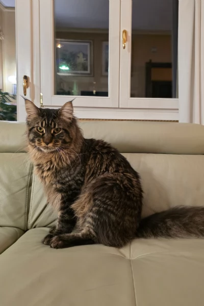 maschio di maine coon per monta | Foto 3