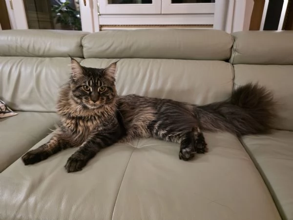 maschio di maine coon per monta | Foto 2