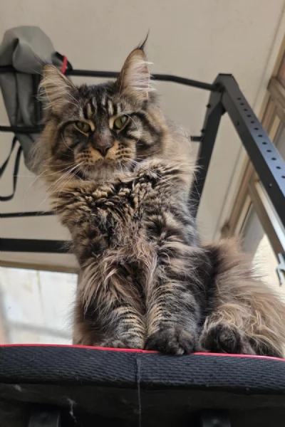 maschio di maine coon per monta | Foto 1