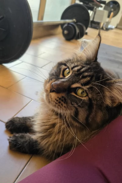 maschio di maine coon per monta | Foto 0