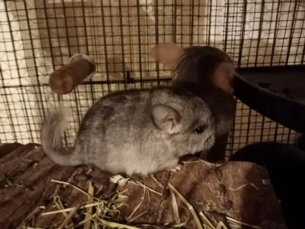 Coppia di cincill baby | Foto 1