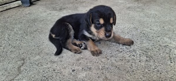 Vendo cuccioli 