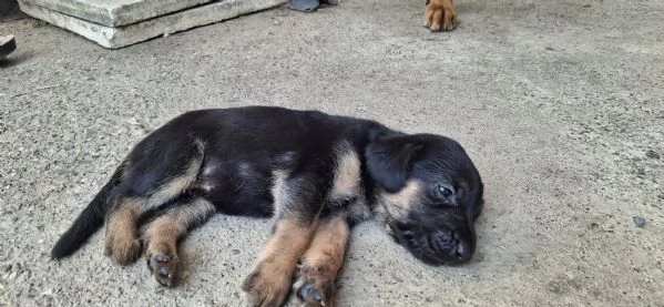 Vendo cuccioli  | Foto 5