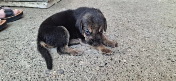 Vendo cuccioli  | Foto 4