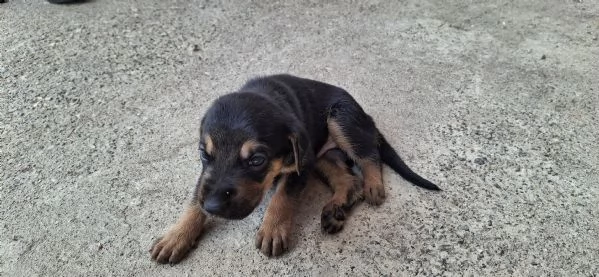 Vendo cuccioli  | Foto 3