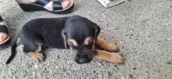Vendo cuccioli  | Foto 1