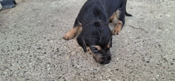 Vendo cuccioli  | Foto 0