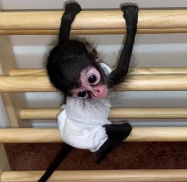 SCIMMIE RAGNO  SPIDER MONKEYS 