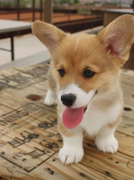 Offerta di adozione maschio e femmina  Welsh corgi | Foto 0