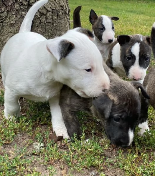 Bull terrier mini toy  | Foto 0