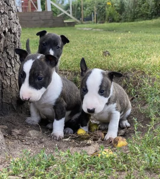 Bull terrier mini toy 