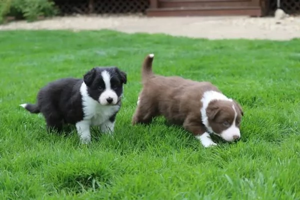 Border collie 
