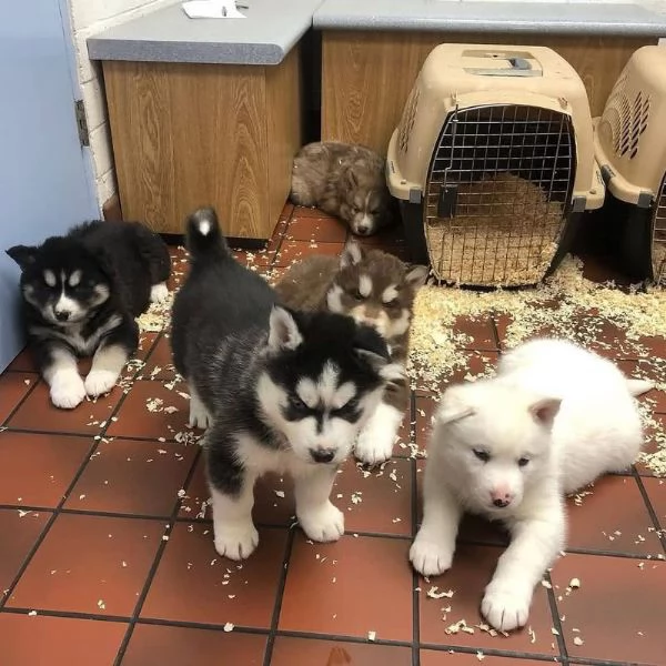 Regalo Husky maschio e femmina 