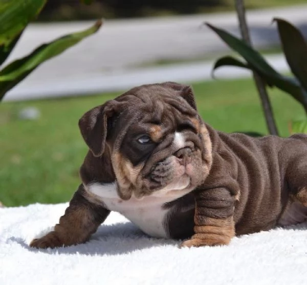 bulldog inglese  