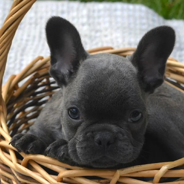 Regalo mini Bulldog francese  | Foto 0