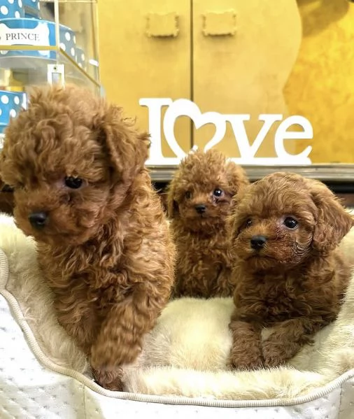 Adorabile barboncino Red da compagnia