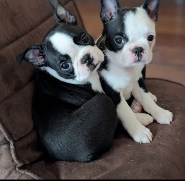 Boston terrier disponibili femmina e maschio | Foto 0