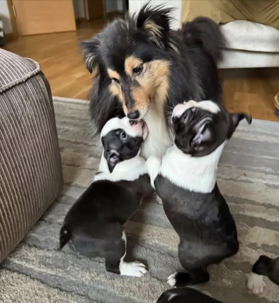 Boston terrier disponibili femmina e maschio