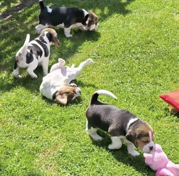 Dolce Beagle femmina e maschio  | Foto 2