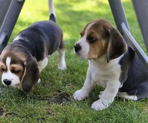 Dolce Beagle femmina e maschio  | Foto 1