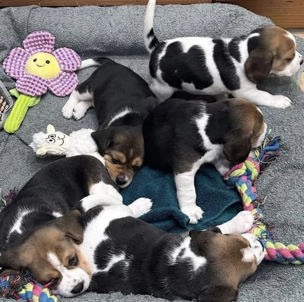 Dolce Beagle femmina e maschio  | Foto 0