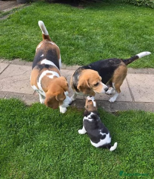 Dolce Beagle femmina e maschio 