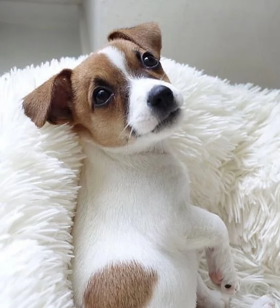 Il Jack Russell dei vostri sogni maschio e femmina