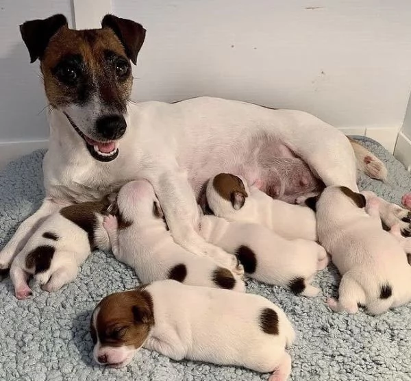 Il Jack Russell dei vostri sogni maschio e femmina | Foto 0
