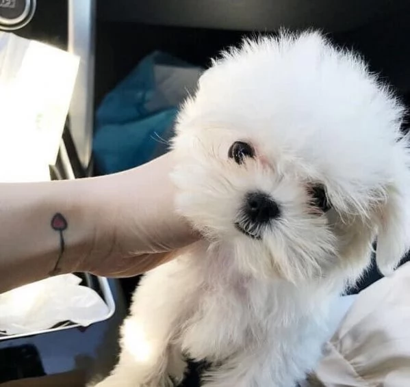 3mesi taglia piccola Maltese toy e nana disponibili  | Foto 0