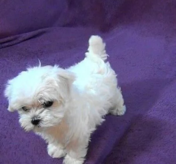 3mesi taglia piccola Maltese toy e nana disponibili 