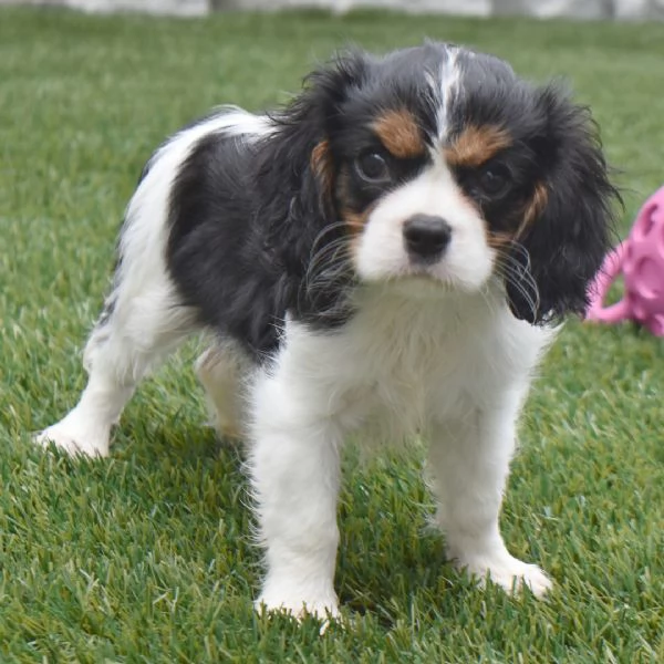 Regalo cavalier King Charles  | Foto 0