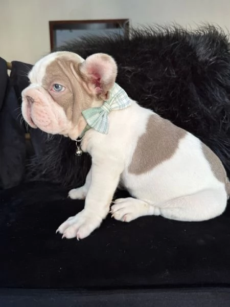 Offerta di adozione maschio e femmina Bulldog inglese | Foto 0