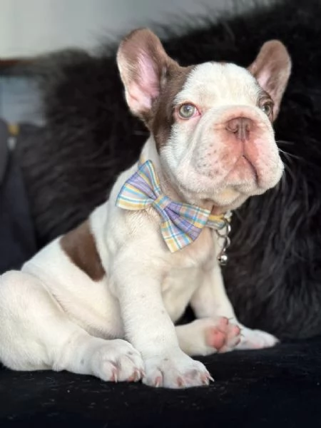 Offerta di adozione maschio e femmina Bulldog inglese