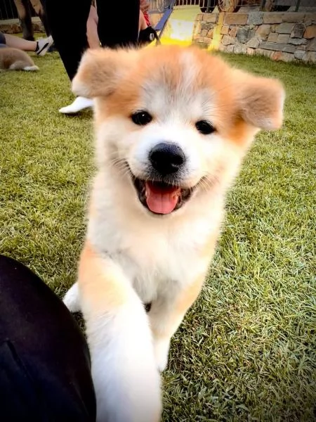 AKITA INU maschio e femmina per ladozione | Foto 0