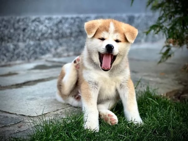 AKITA INU maschio e femmina per ladozione