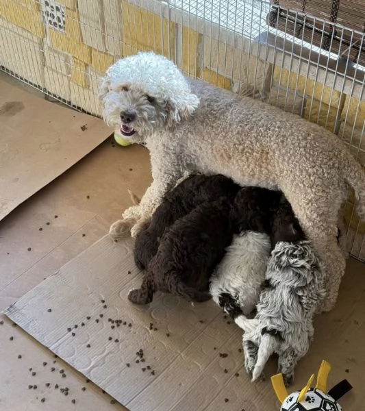 Lagotto maschio e femmina per ladozione | Foto 0