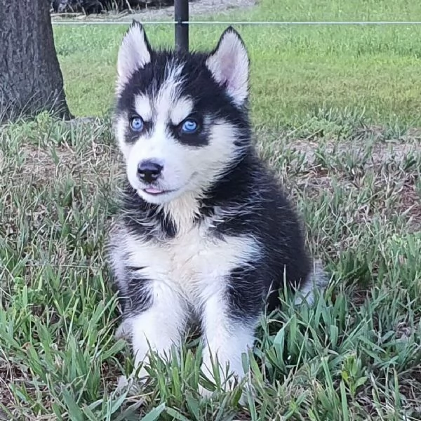 Husky maschio e femmina per ladozione 