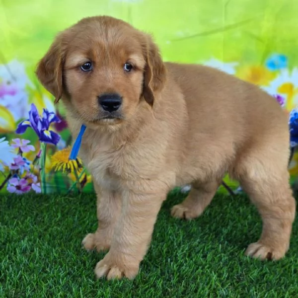  Golden retriever maschio e femmina per ladozione | Foto 0