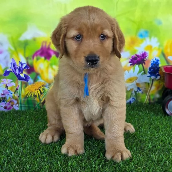  Golden retriever maschio e femmina per ladozione
