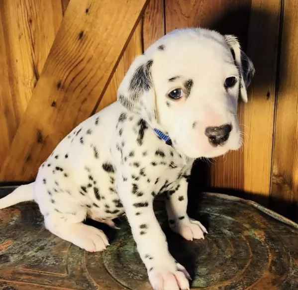 Dalmata maschio e femmina per ladozione  | Foto 0