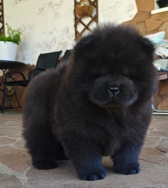 CHOW CHOW maschio e femmina per ladozione