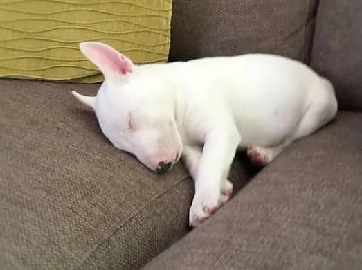 Bull terrier aschio e femmina per ladozione sono | Foto 0